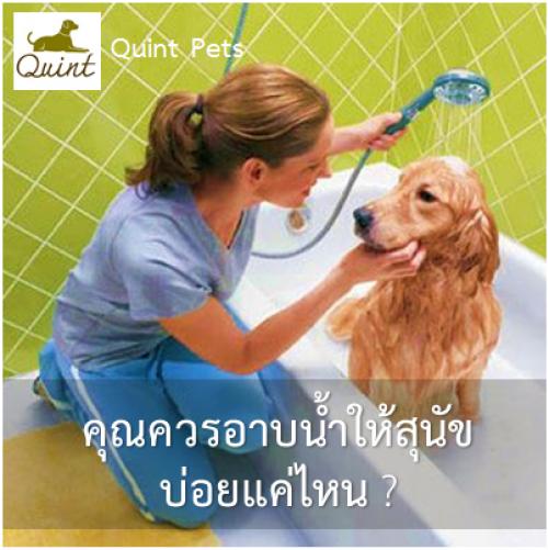 คุณควรอาบน้ำให้สุนัขบ่อยแค่ไหน?