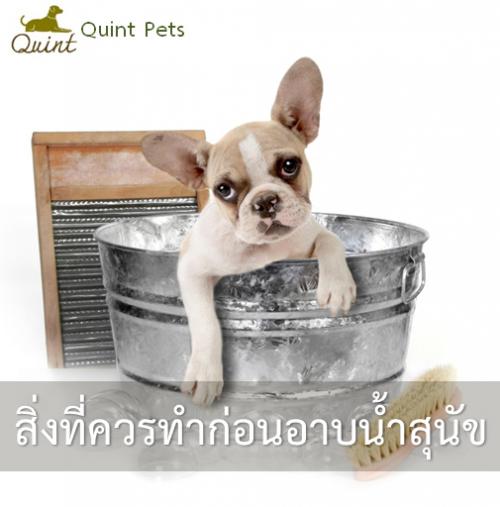 สิ่งที่ควรทำก่อนอาบน้ำสุนัข