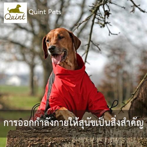 การออกกำลังกายให้สุนัขเป็นสิ่งสำคัญ
