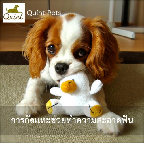 การกัดแทะช่วยทำความสะอาดฟัน