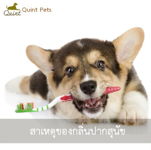สาเหตุของกลิ่นปากสุนัข